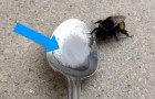 Video Video's Natuur Natuur