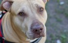 Video Video's van dieren Dieren