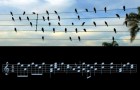 Vidéos de Musique