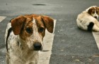 Vidéos de Chiens