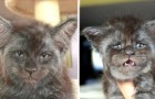 Video Cats
