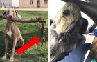 Video of Animals
