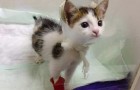 Vidéos de Chats