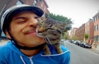 Vídeo de Gatos