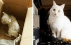 Vídeo de Gatos