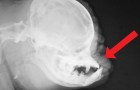 Video Video's van dieren Dieren