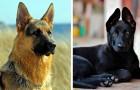 Vidéos de Chiens