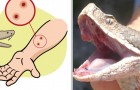 Vídeo de Cobras