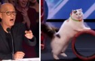 Video di Gatti