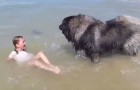 Vídeo de Animais