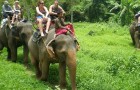 Video di Animali