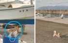 Video di Cani