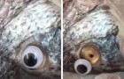 video Geni