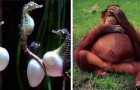 video med Natur