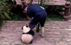 video med Panda
