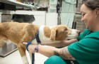 Video Hundevideos Hunde