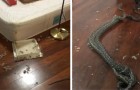 Video Serpenti