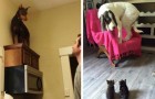 Video of Animals