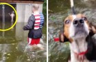 Vidéos de Sauvetages