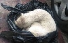 Vidéos de Petits Animaux