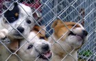 Video di Cani