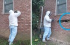 Video Tiervideos Tiere