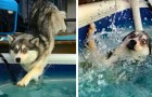 Video Video's van Honden Honden
