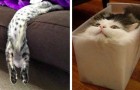 Vidéos de Chats