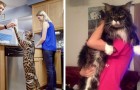 Video di Gatti