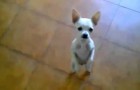 Vidéos de Chiens