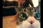 Video Yoga