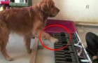 Vídeo Incríveis
