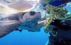 Video de Tortugas