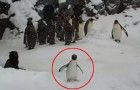 Vídeo de Pinguins