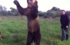 Vidéos d' Ours