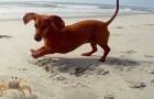 Video Video's van het Strand Strand