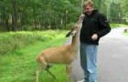 video med Rådjur