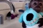 Video Tiernos