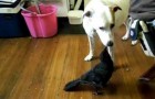 Video Uccelli