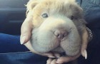 Video di Cani