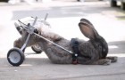 Vídeo de Coelhos