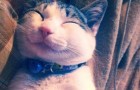 Video di Gatti