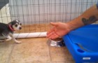 Video Video's van Honden Honden