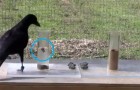 Video Uccelli