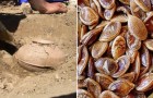 Video Naturvideos Natur