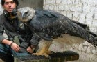 Vidéos d' Oiseaux