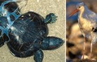 Vidéos sur l' Environnement