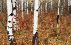 Video Naturvideos Natur