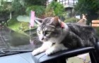 Un gatto determinato contro il tergicristalli