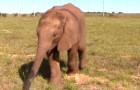Video Video's van Schapen Schapen